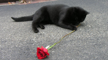 черный кот с красной розой, асфальт, цветок, домашнее животное