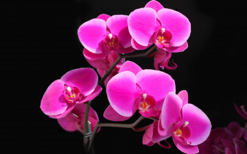 розовая орхидея, цветы, веточка, красивые яркие обои на рабочий стол, Pink orchid, flowers, twig, beautiful bright desktop wallpaper