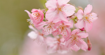Обои на рабочий стол макро, вишня, сакура, цветки, цветение, боке, весна