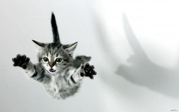 летящий котенок, тень, смешные домашние животные, A flying kitten, a shadow, funny pets