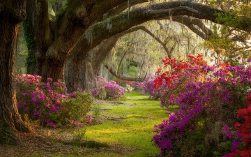 природа, весна, Южная Каролина, парк, цветы, магнолии, утро, яркие обои, Nature, spring, South Carolina, park, flowers, magnolias, morning, bright wallpaper
