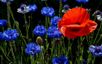 полевые цветы, голубые волошки, красный мак, яркие обои, Field flowers, blue hairs, red poppy, bright wallpaper