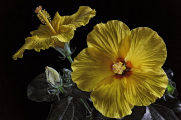 желтый гибискус, цветы