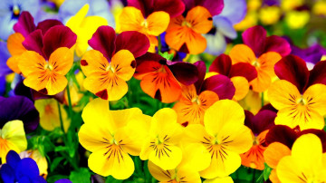 фиалка трехцветная - очень яркие красивые цветы на рабочий стол