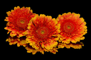 Фото бесплатно цветущее растение, оранжевый, гербера, цветы, черный фон