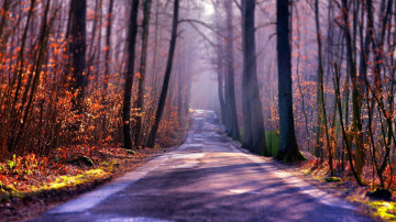 путь, деревья, глубина резкости, дорога, природа