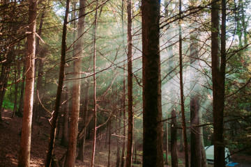 Фото бесплатно лист, джунгли, дерево, лес, природа