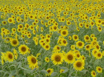 Фото бесплатно подсолнухи, поле, цветы