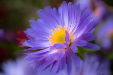 голубой цветок, обои высокого качества