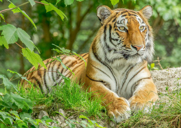 Фото бесплатно хищная кошка, тигр, большая кошка, зоопарк, животное