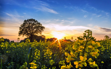 Фото бесплатно солнце, солнечные лучи, дерево, полевые цветы, природа