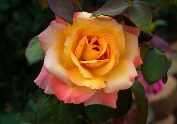 Оранжевая роза, цветок, бутон