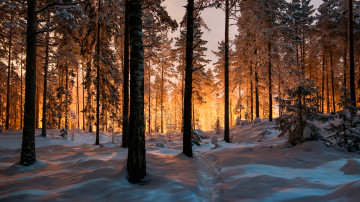 сосновый лес в снегу