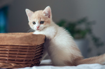 пушистый, маленький, белый котенок корзина