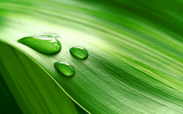 макро, зеленый лист, капли, роса, растения, macro, green leaf, drops, dew, plants