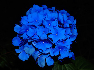 Фото бесплатно растение, синий цветок, чёрный фон