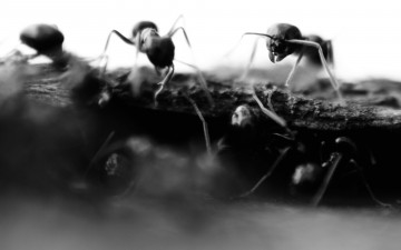 Муравьи, черные, макро, картинка, фото, Ants, black, macro, image, photo