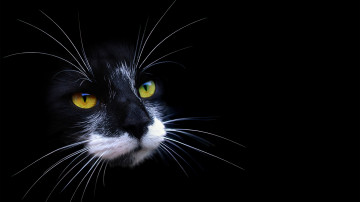 кошка черно-белая, морда, вибриссы, домашние животные, Cat black and white, muzzle, vibrissae, pets