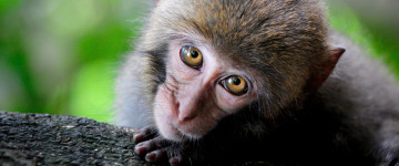monkey big eyes, животные, потеха, 3440х1440