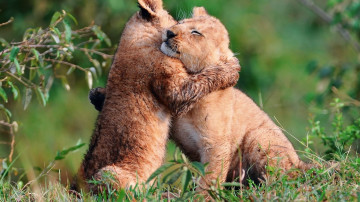 Фото бесплатно львиные детёныши, львята обнимаются