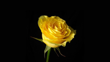минимализм, желтая роза на черном фоне, цветок