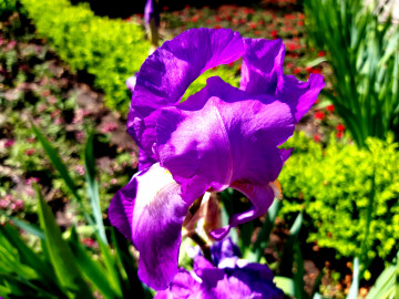 фиолетовый ирис, цветок, клумба, лето, растения