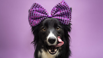 3840х2160 4к обои собака Бордер-Колли с фиолетовым бантом на фиолетовом фоне