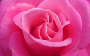 розовая роза, цветы, яркие, красивые обои на рабочий стол, Pink rose, flowers, bright, beautiful wallpapers
