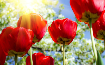 тюльпаны красные, цветы, лучи солнца, макро, красивые обои, Tulips red, flowers, rays of the sun, macro, beautiful wallpaper