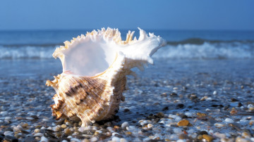 море, ракушка, камни, берег, лето, минимализм, красота, обои, sea shell, rocks, beach, summer, minimalism, beauty, wallpaper