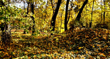 осенний пейзаж - золотая осень в парке 4600х2500 4к обои скачать