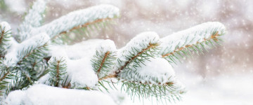 ветка елки засыпанная снегом, зима, красивая природа