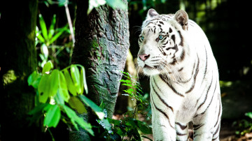 Фото бесплатно лес, хищник, величественная, тигр, животные