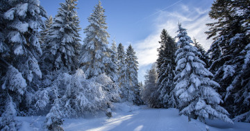 Обои на рабочий стол Финляндия, лес, Лапландия, снег, зима, природа, пейзаж, деревья