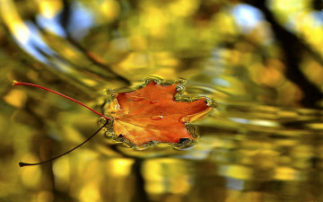 желтый кленовый лист на воде, макро, осень, красивые обои, Yellow leaf on the water, macro, autumn, beautiful wallpaper