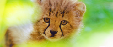мордочка маленького гепарда, дикие животные, обои 3440х1440