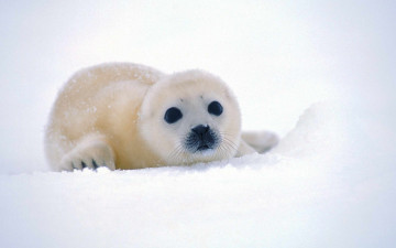 белый гренландский тюлень на снегу животные