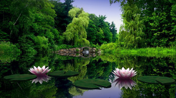 природа, лето, лотос, озеро, цветы, деревья, красивые обои, nature, summer, lotus, forest, lake, flowers, trees, beautiful wallpaper