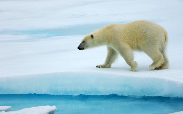 белый медведь, животные, зима, льдина, снег, обои, polar bear, animals, winter, floe, snow, wallpaper