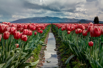 поле красных тюльпанов, тропинка, весна, тучи, небо, цветы