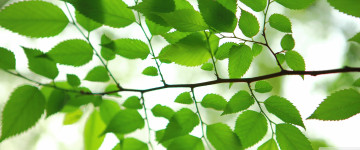 веточка, зеленые листья, лето, природа, 5К, обои 3440х1440