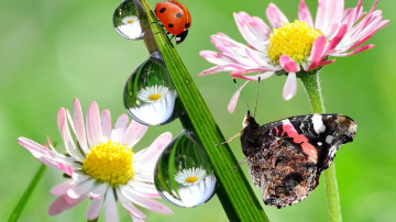 макро, бабочка, насекомое, цветы, трава, капли росы, божья коровка, яркие обои на ПК, Macro, butterfly, insect, flowers, grass, drops of dew, ladybug, bright wallpaper on PС