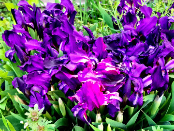 цветы, ирисы, фиолетовые, клумба, май, весна