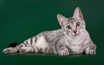 кошка, порода, египетская мау, серая, зеленый фон, домашние животные, cat, breed, Egyptian Mau, gray, green background, pets