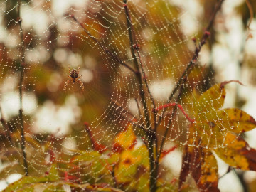 Фото бесплатно паук, паутина, осень, макро