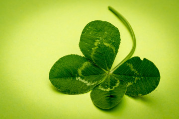 Фото бесплатно крупным планом, однолетнее растение, счастливый клевер, зелёный фон