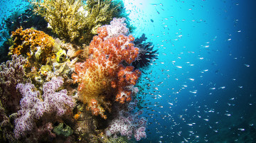 море, глубина, стаи рыбок, море, водоросли, кораллы, вода