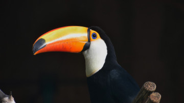 птица тукан, огромный клюв, черный фон, 3840х2160 4к обои