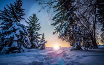зимний пейзаж, снег, утро, рассвет, деревья, елки, природа, фото, Winter landscape, snow, morning, dawn, trees, trees, nature, photo