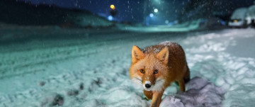 fox, sneaks, snow, winter, night, city, wild animals, лиса, крадется, снег, зима, ночь, город, дикие животные